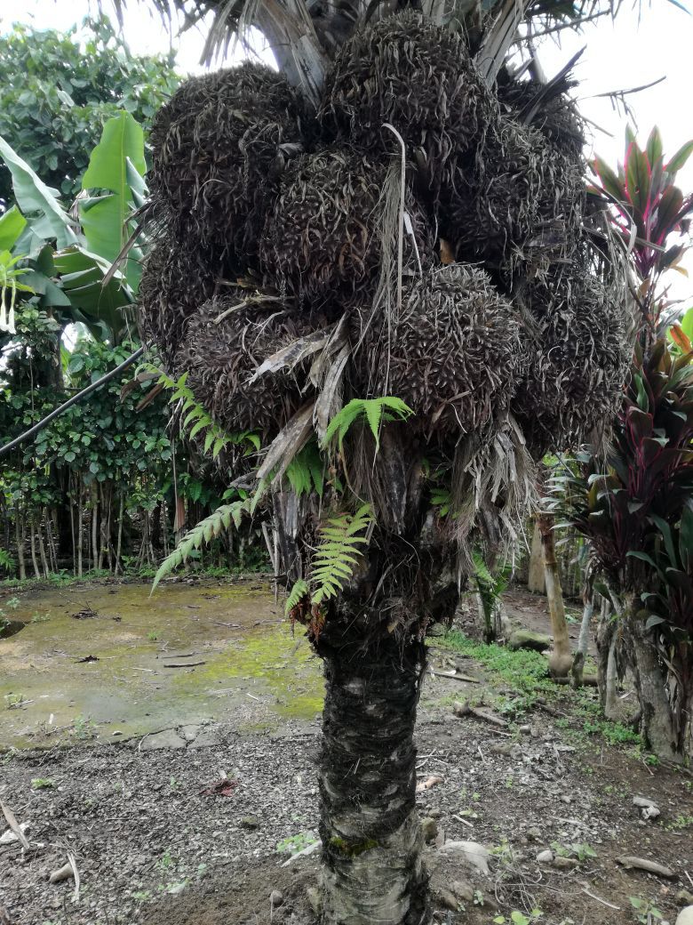 palmier à noix d'Amérique latine