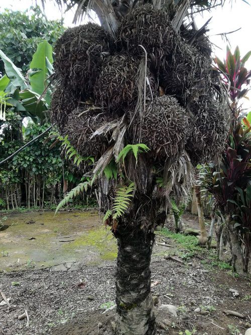 Palmier à ivoire végétal