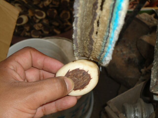 ponçage d'une noix de tagua