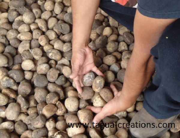 Récolte et séchage des noix de tagua